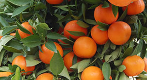 Donate Your Excess Citrus Fruit to Arizona Orange Company: Help Us Make a Difference