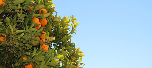 How To Grow Citrus Trees at Home in Arizona Featured Image