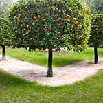 Citrus Tree Pruning