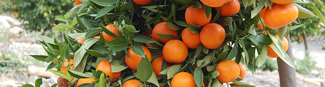 Citrus Tree