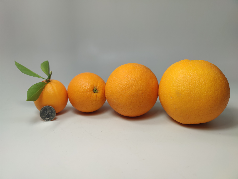 White Navel Oranges