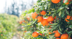 Squeezing Value: The Economic Influence of Orange Farming in Arizona